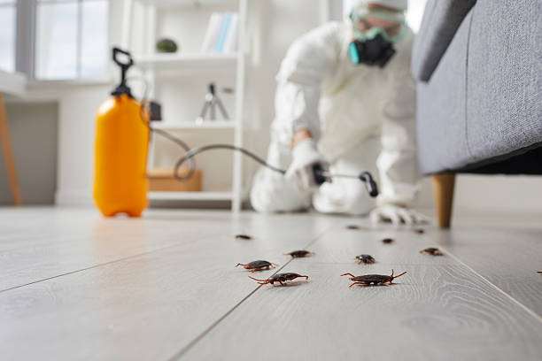 Post-Treatment Bed Bug Interceptor Monitoring in Reno